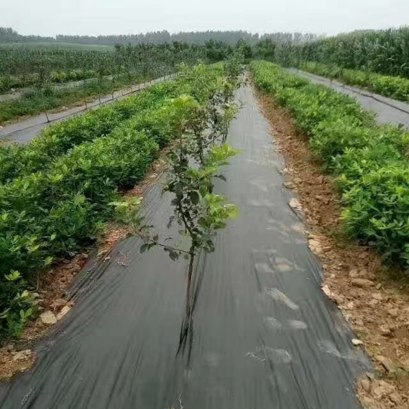 果树专用防草布（果园长效专用款）