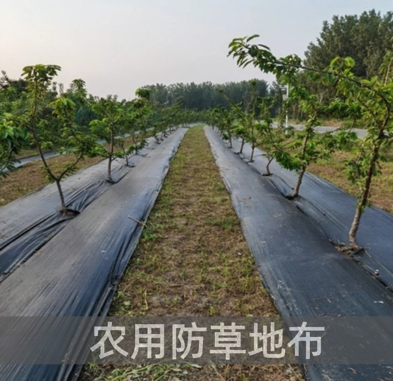 农用除草地布（大棚蔬菜经济型）